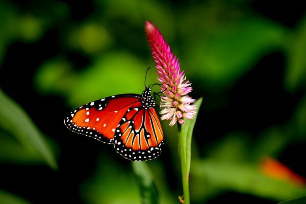 Papillon sur une fleur dans le jardin vert