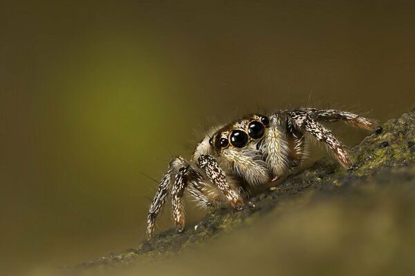 Zottelige Spinne an der Baumrinde