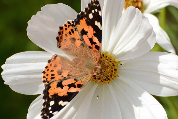 Macro photo of a butterfly sitting on a white flower