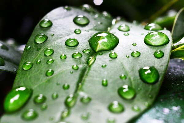 Rosée sur une feuille verte