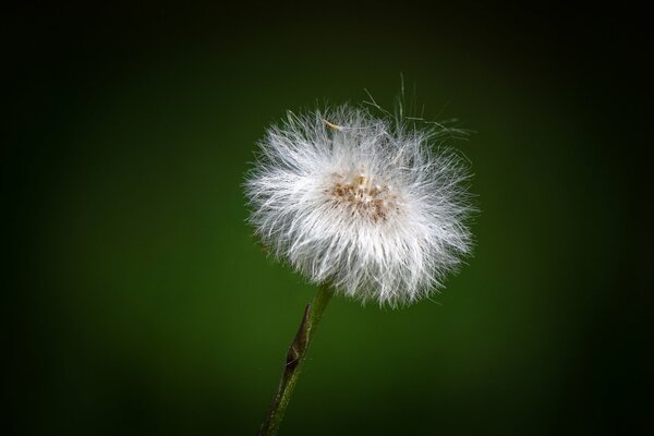 White fluffy lonely dandelion