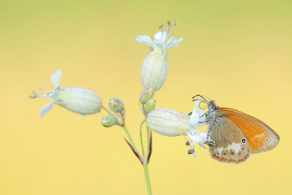 Mariposa y lirio sobre fondo amarillo