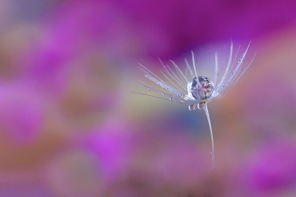 A blade of grass on a purple background