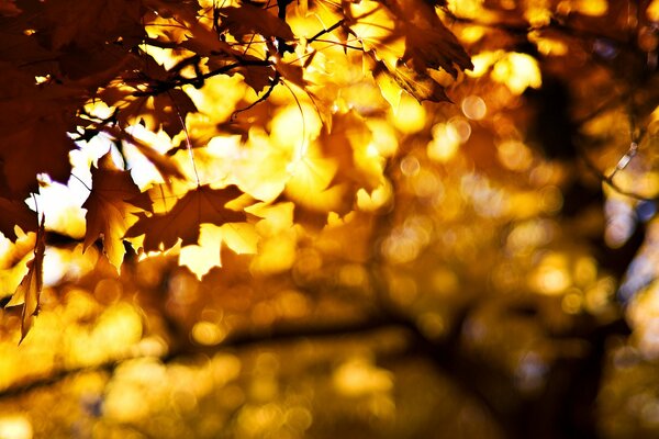 Schöne Herbstlaub am Baum unter der Sonne