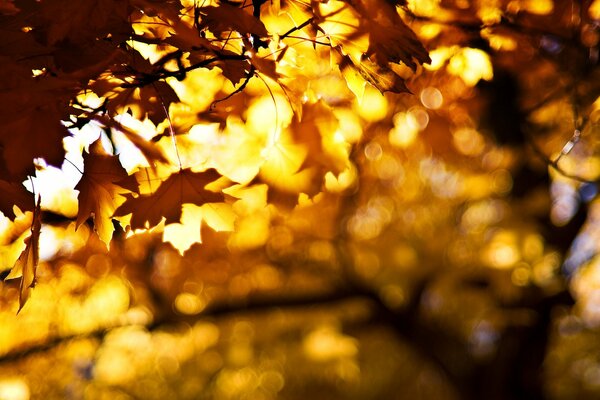 Hermosas hojas de otoño en un árbol bajo el sol