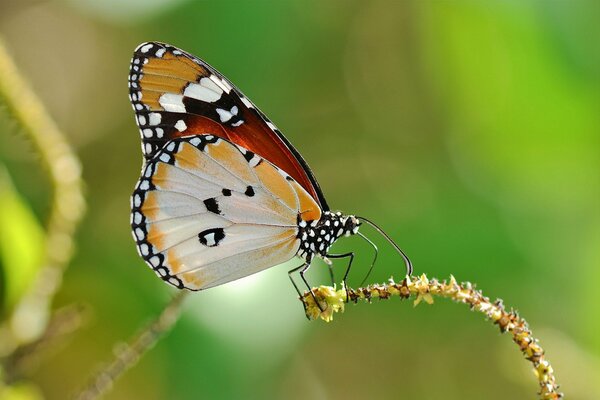 Schmetterling auf Pflanze Makro