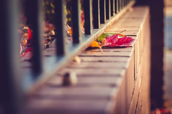 Autumn Leaves on the fence macro shooting