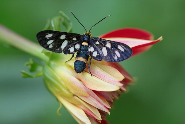 Papillon avec des ailes noires sur un Dahlia rouge