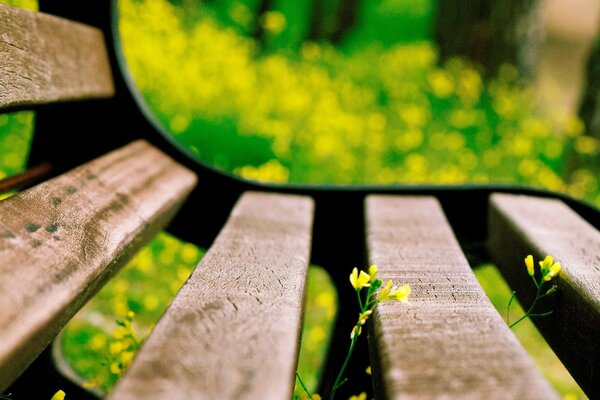 Blurred yellow flowers and a macro image of a bench