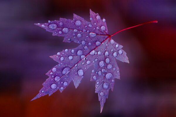 Maple leaf and dew drops
