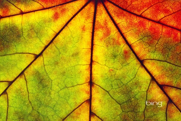 Pinturas de otoño en una hoja de árbol