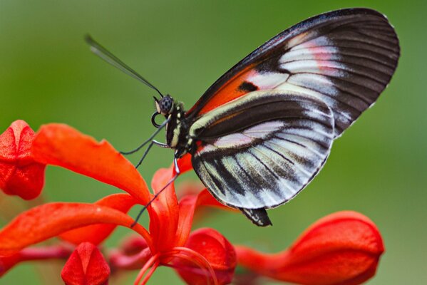 A beautiful moth on a red flower
