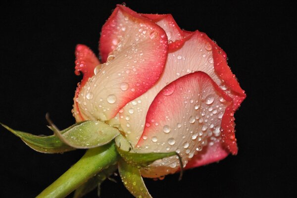 Bourgeon de rose avec des gouttes de rosée