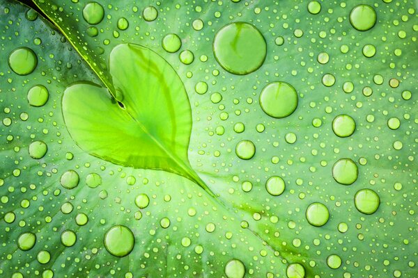 Green leaf with water drops