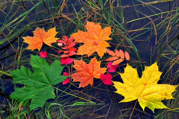 Hojas de arce multicolor de otoño