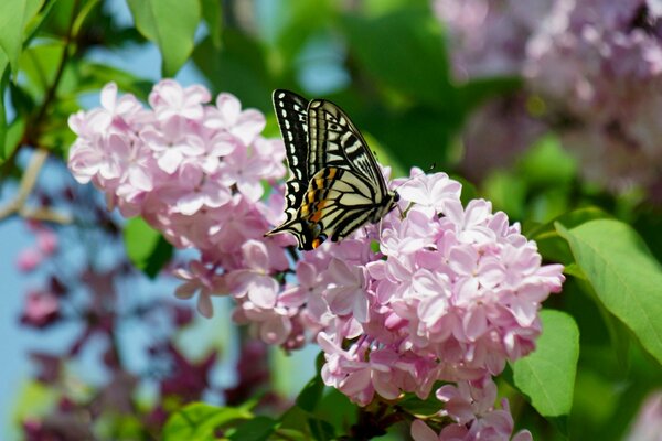 A sitting butterfly on a blooming lilac