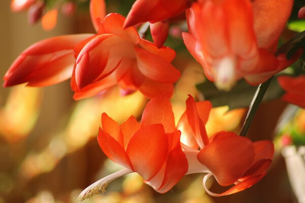 Verano increíbles flores de color naranja brillante