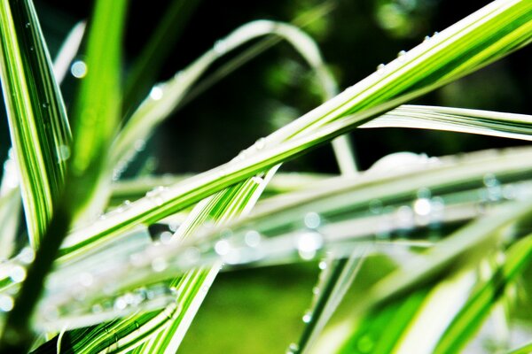 Dew drops on the green grass