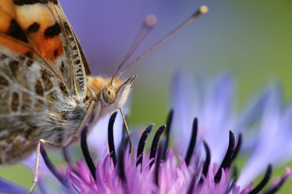 Schmetterling auf einer Blume auf einem unscharfen Hintergrund