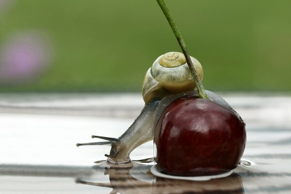 Eine Schnecke auf einer Kirsche trinkt Wasser