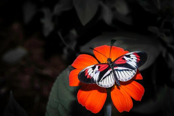 A butterfly with a flower is one