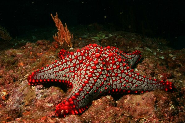 Red starfish on the bottom