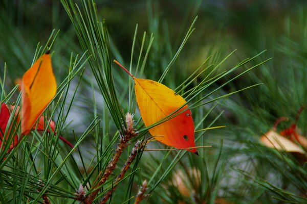 Autumn leaves in needles of needles