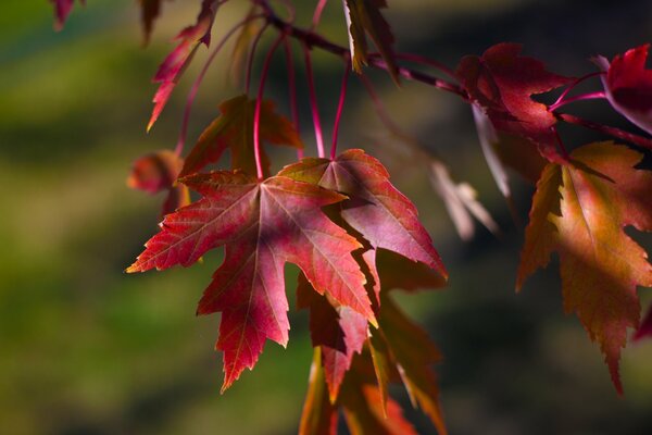 Burgundy autumn maple leaves on a branch