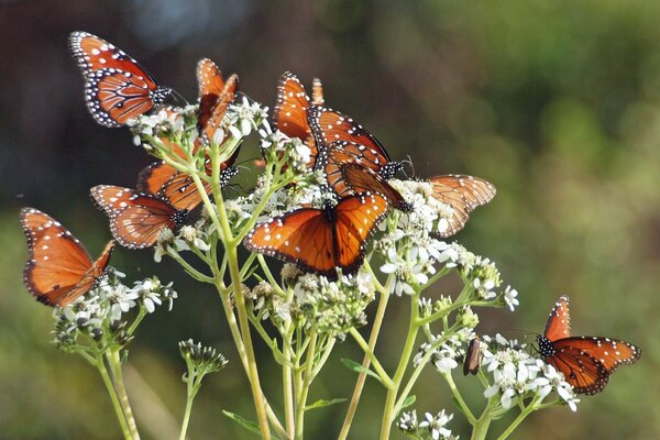 Tas de papillons assis sur une fleur