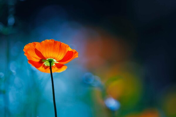 Fiore di papavero luminoso su sfondo sfocato