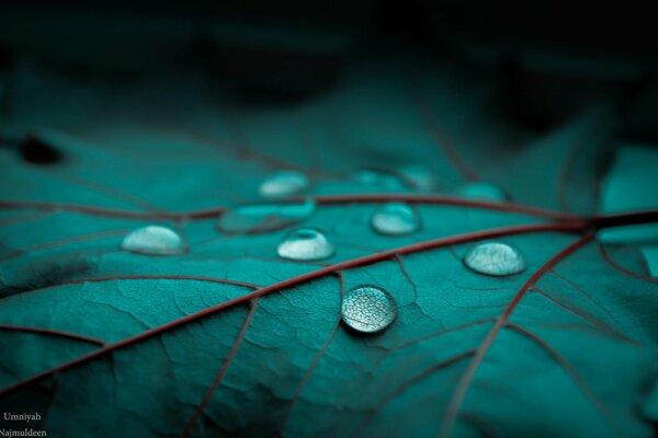 Gotas de rocío en una hoja verde