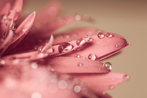 Macro photography of flower petals with dew drops