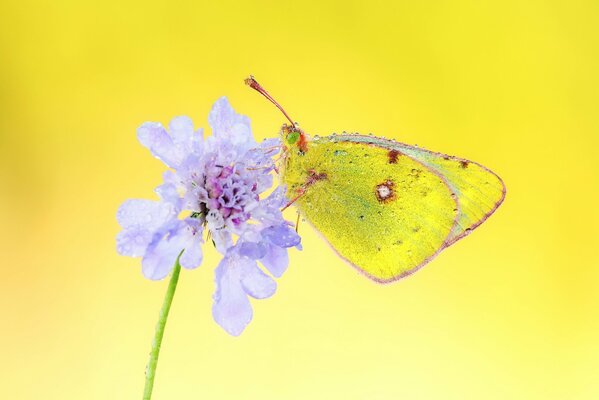 Schmetterling auf einer Blume in Wassertröpfchen