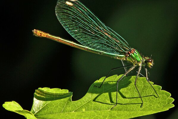 Libellule verte sur une feuille d herbe