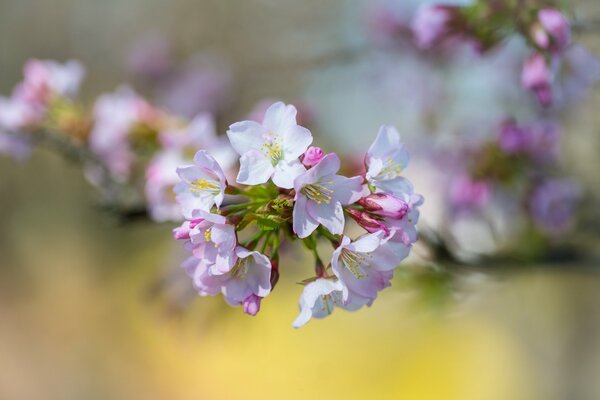 Zweig der Frühlingsblumen Nahaufnahme