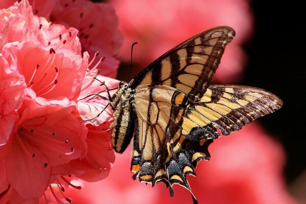 Una mariposa se sentó en una flor con pétalos