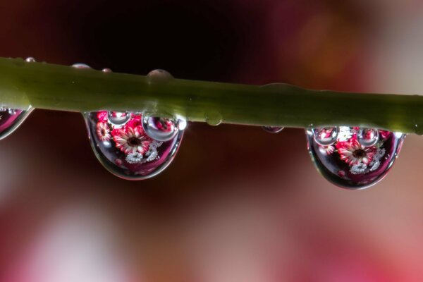 Reflexion der Blumen in Wassertröpfchen am grünen Stiel