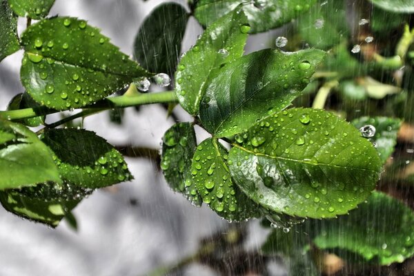 Macro gocce di pioggia sulle foglie