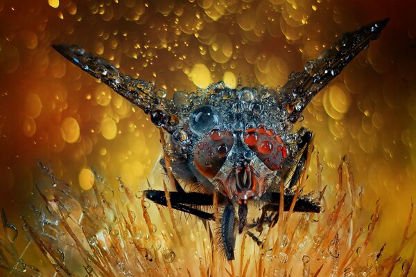 Mouche assis sur une fleur avec des gouttes de rosée