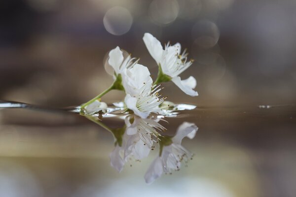 Branche de fleur de prunier dans l eau