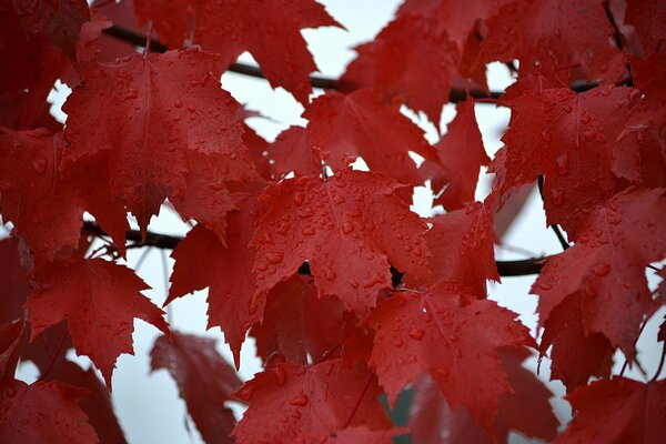 Photo de feuilles d érable rouge après la pluie