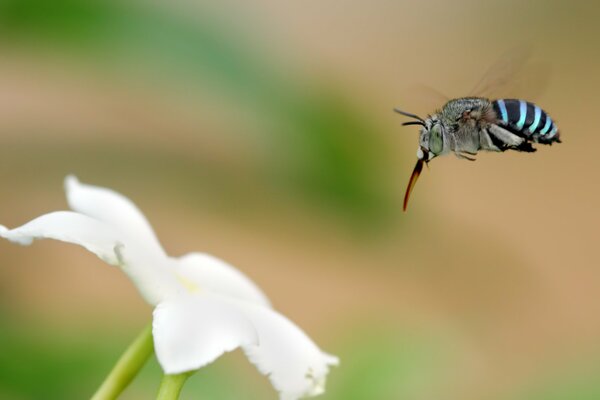 Ein Insekt, das auf eine weiße Blume fliegt