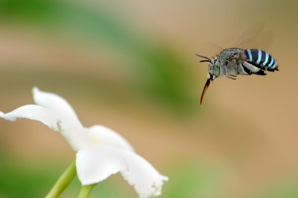 Insecto volando en una flor blanca