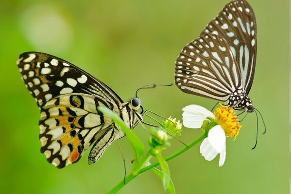 Photo d une paire de papillons avec des ailes à motifs sur une fleur