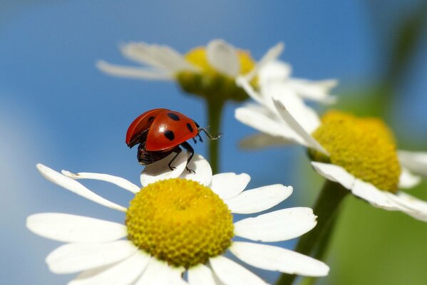 Insetto coccinella sul petalo di camomilla