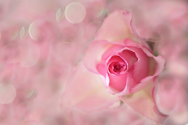 Delicati petali di rosa in bocciolo