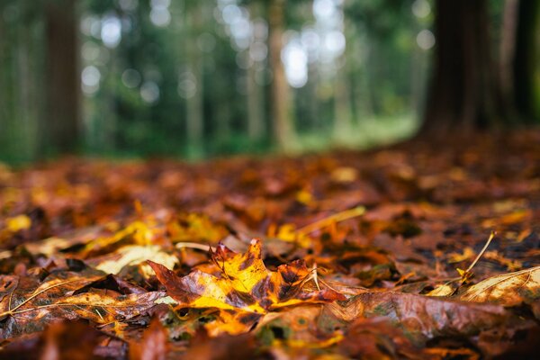 Erde mit Herbstlaub. Herbst