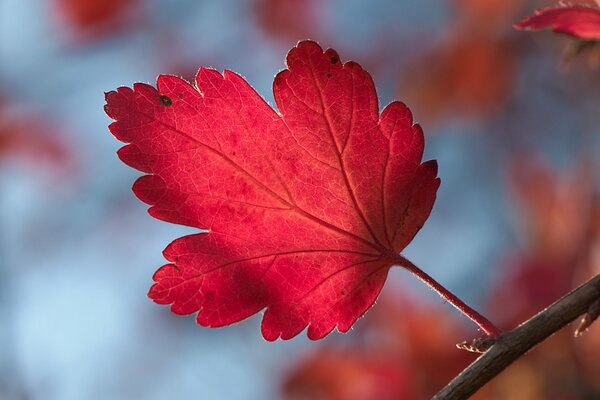 Autumn red currant leaf