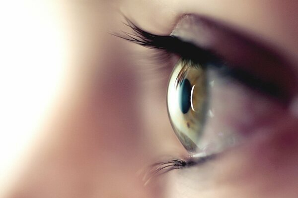 Macro photo of a brown eye