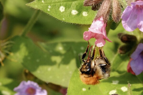 Calabrone che raccoglie il nettare dal fiore